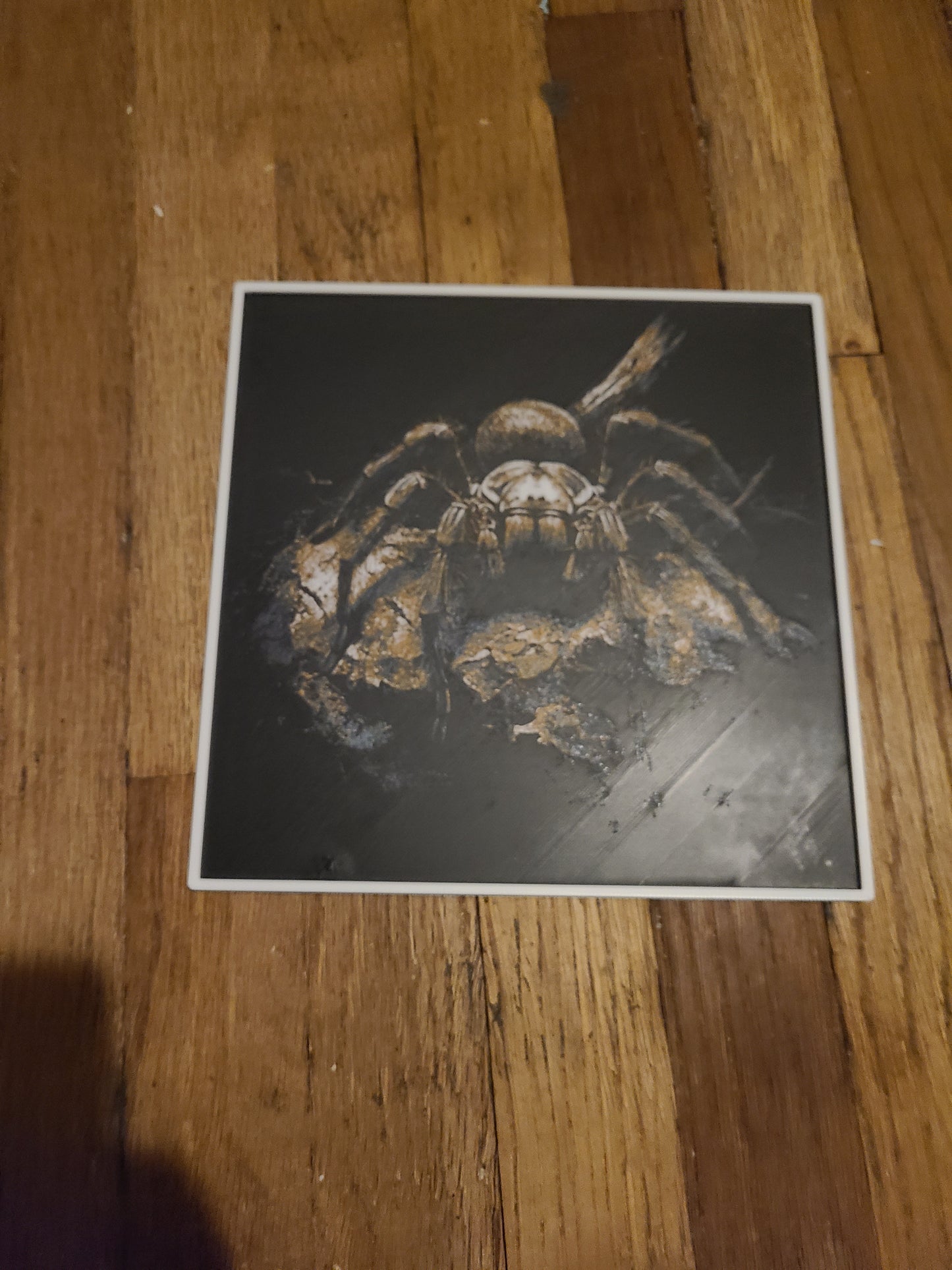 Tarantula (picture print)