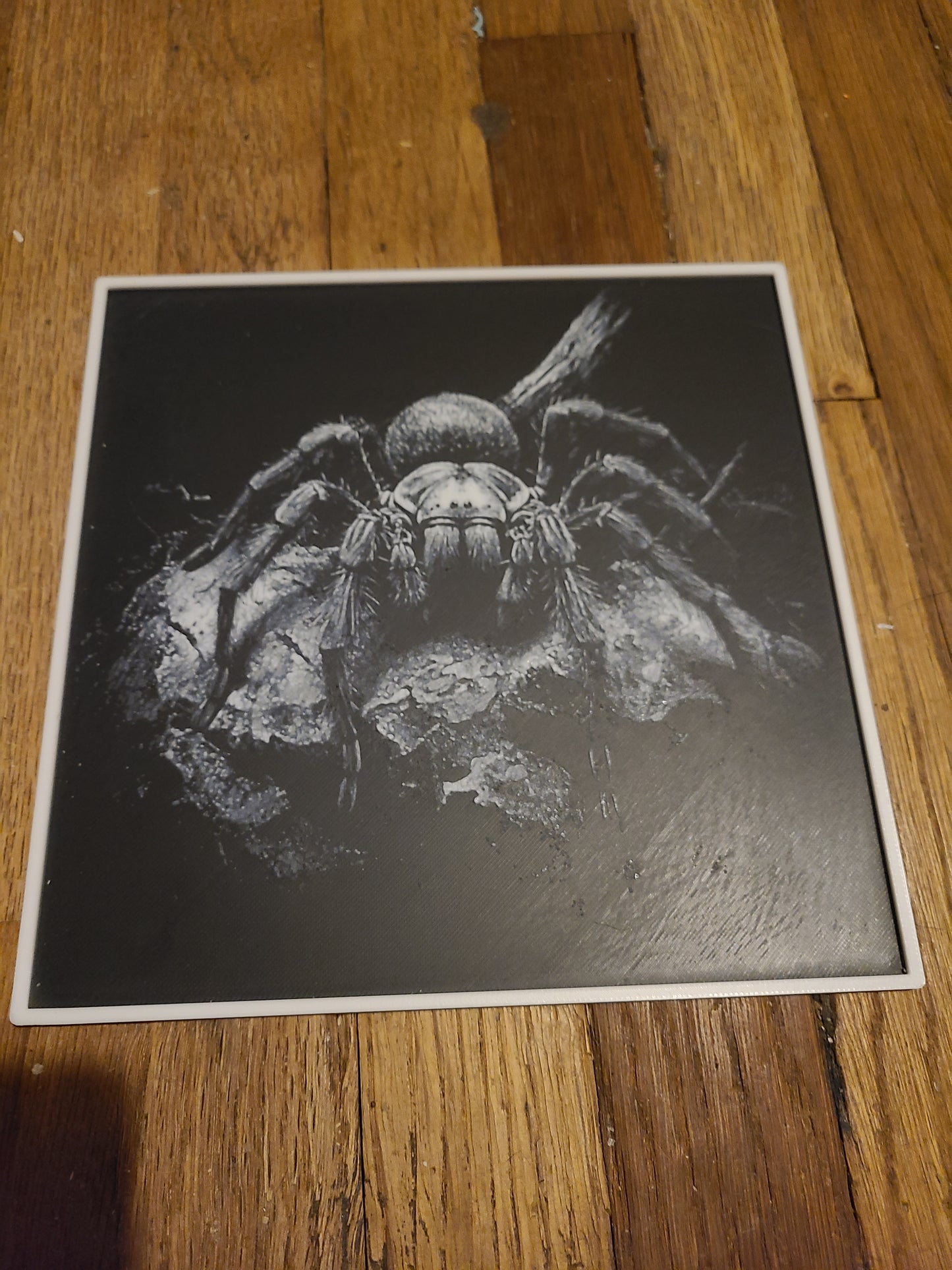 Tarantula (picture print)